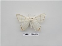 藏品(尺蛾325)的圖片